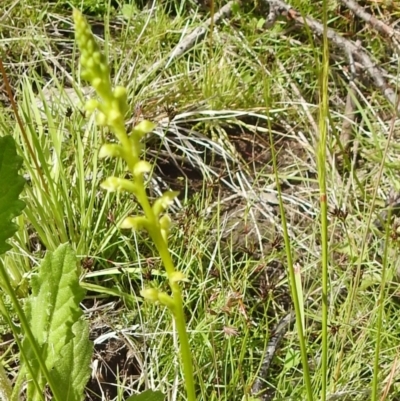 Microtis oblonga (Sweet Onion Orchid) at Paddys River, ACT - 28 Dec 2021 by Liam.m