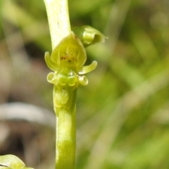 Microtis oblonga at Paddys River, ACT - 28 Dec 2021