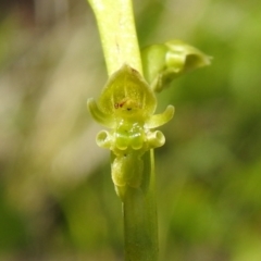 Microtis oblonga at Paddys River, ACT - 28 Dec 2021