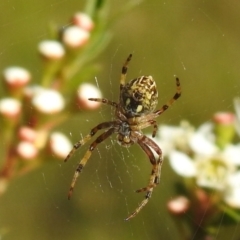 Salsa fuliginata (Sooty Orb-weaver) at Carwoola, NSW - 20 Dec 2021 by Liam.m