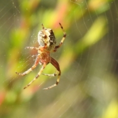 Salsa fuliginata at Carwoola, NSW - 21 Dec 2021