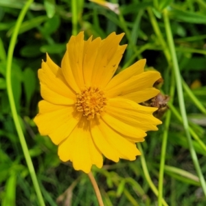 Coreopsis lanceolata at Ulladulla, NSW - 28 Dec 2021 03:23 PM