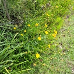 Coreopsis lanceolata at Ulladulla, NSW - 28 Dec 2021 03:23 PM