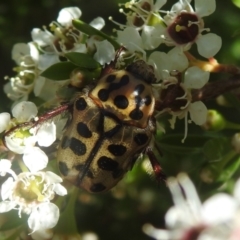 Neorrhina punctatum (Spotted flower chafer) at Carwoola, NSW - 21 Dec 2021 by Liam.m