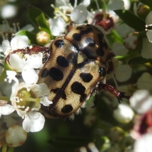 Neorrhina punctatum at Carwoola, NSW - suppressed