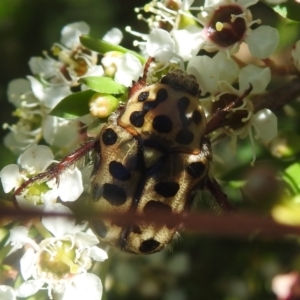 Neorrhina punctatum at Carwoola, NSW - suppressed