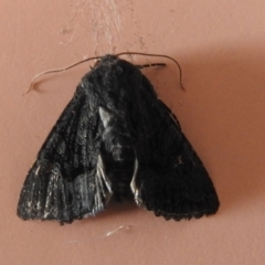 Neumichtis nigerrima (Black Turnip Moth) at Carwoola, NSW - 21 Dec 2021 by Liam.m