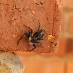 Ocrisiona leucocomis (White-flecked Crevice-dweller) at Carwoola, NSW - 22 Dec 2021 by Liam.m