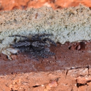 Clynotis severus at Carwoola, NSW - 22 Dec 2021