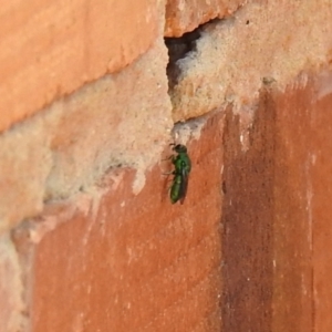 Chrysididae (family) at Carwoola, NSW - 22 Dec 2021