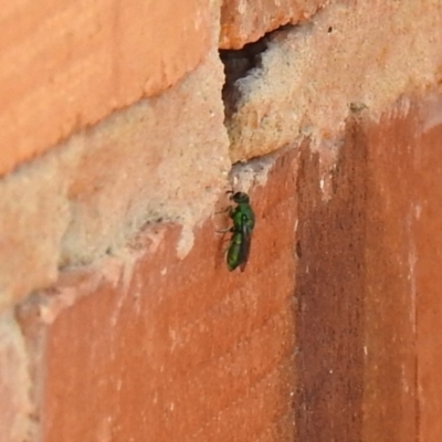 Chrysididae (family) (Cuckoo wasp or Emerald wasp) at QPRC LGA - 22 Dec 2021 by Liam.m