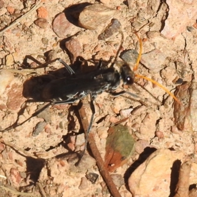 Pompilidae (family) (Unidentified Spider wasp) at Carwoola, NSW - 22 Dec 2021 by Liam.m