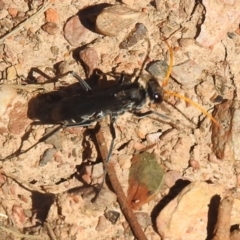 Pompilidae (family) (Unidentified Spider wasp) at Carwoola, NSW - 21 Dec 2021 by Liam.m