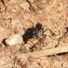 Pompilidae (family) at Carwoola, NSW - 22 Dec 2021