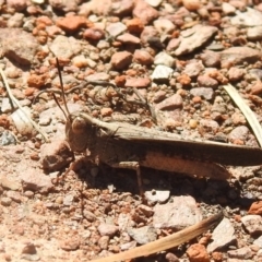 Cryptobothrus chrysophorus (Golden Bandwing) at Carwoola, NSW - 22 Dec 2021 by Liam.m