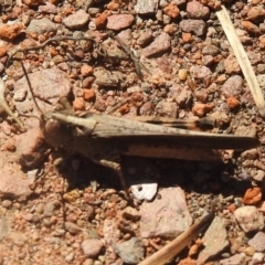 Cryptobothrus chrysophorus at Carwoola, NSW - suppressed