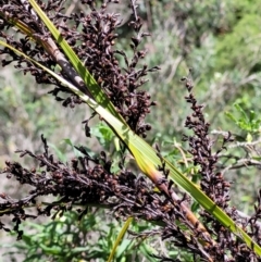 Gahnia clarkei (Tall Saw Sedge) at Coomee Nulunga Cultural Walking Track - 28 Dec 2021 by tpreston