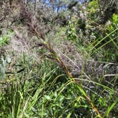 Gahnia clarkei at Ulladulla, NSW - 28 Dec 2021