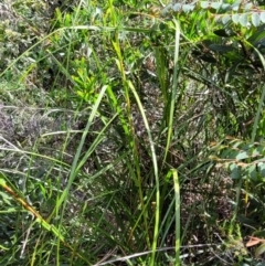 Gahnia clarkei at Ulladulla, NSW - 28 Dec 2021