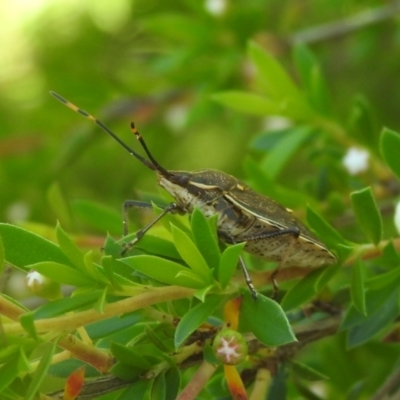 Omyta centrolineata (Centreline Shield Bug) at QPRC LGA - 21 Dec 2021 by Liam.m