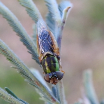 Odontomyia decipiens (Green Soldier Fly) at QPRC LGA - 22 Dec 2021 by Liam.m