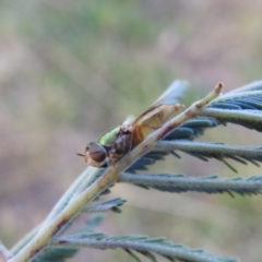 Odontomyia decipiens at Carwoola, NSW - 22 Dec 2021