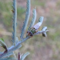 Odontomyia decipiens at Carwoola, NSW - 22 Dec 2021