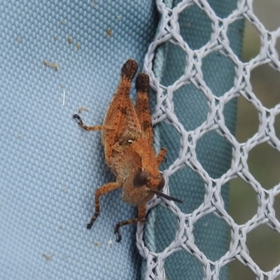 Phaulacridium vittatum (Wingless Grasshopper) at Carwoola, NSW - 22 Dec 2021 by Liam.m