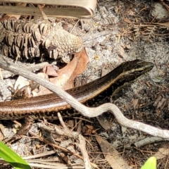 Eulamprus quoyii (Eastern Water Skink) at Coomee Nulunga Cultural Walking Track - 28 Dec 2021 by trevorpreston