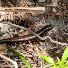 Eulamprus quoyii at Ulladulla, NSW - 28 Dec 2021