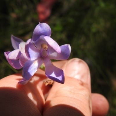 Thelymitra alpina (Mountain Sun Orchid) at Cotter River, ACT - 28 Dec 2021 by Liam.m