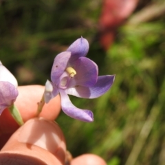 Thelymitra alpina at Cotter River, ACT - suppressed