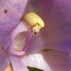 Thelymitra alpina at Cotter River, ACT - suppressed