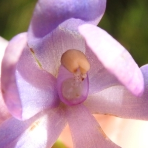 Thelymitra alpina at Cotter River, ACT - 28 Dec 2021