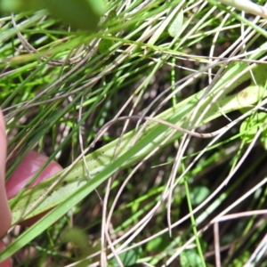 Thelymitra alpina at Cotter River, ACT - suppressed