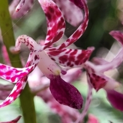 Dipodium variegatum (Blotched Hyacinth Orchid) at Ulladulla, NSW - 28 Dec 2021 by tpreston