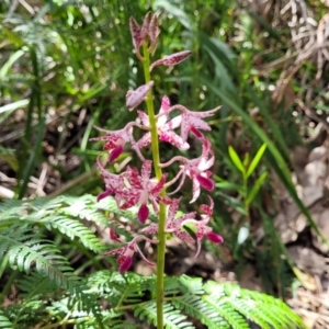 Dipodium variegatum at Ulladulla, NSW - suppressed