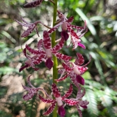 Dipodium variegatum at Ulladulla, NSW - suppressed