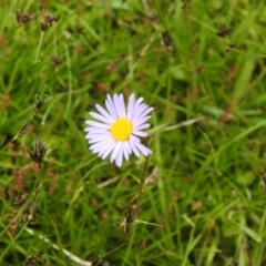 Brachyscome scapigera (Tufted Daisy) at Paddys River, ACT - 27 Dec 2021 by Liam.m