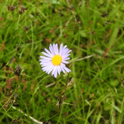 Brachyscome scapigera (Tufted Daisy) at Paddys River, ACT - 27 Dec 2021 by Liam.m