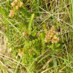 Epacris breviflora at Paddys River, ACT - 28 Dec 2021