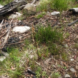 Gastrodia procera at Paddys River, ACT - suppressed