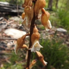 Gastrodia procera at Paddys River, ACT - suppressed