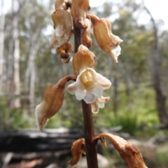 Gastrodia procera at Paddys River, ACT - suppressed