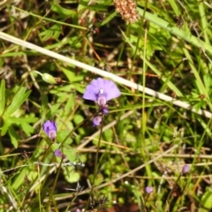 Utricularia dichotoma (Fairy Aprons, Purple Bladderwort) at Paddys River, ACT - 28 Dec 2021 by Liam.m