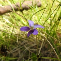 Viola betonicifolia (Mountain Violet) at Paddys River, ACT - 28 Dec 2021 by Liam.m