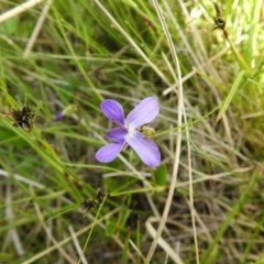 Viola betonicifolia at Paddys River, ACT - suppressed