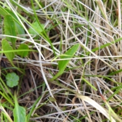 Viola betonicifolia at Paddys River, ACT - suppressed