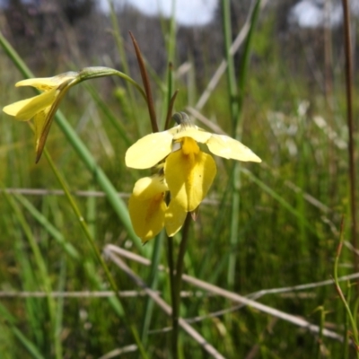 Diuris monticola (Highland Golden Moths) at Paddys River, ACT - 27 Dec 2021 by Liam.m