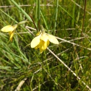 Diuris monticola at Paddys River, ACT - 28 Dec 2021